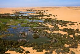 Image du Maroc Professionnelle de  Vue aérienne de la partie stagnante de la Sakia Al Hamra au environ de Laayoune où des oiseaux migrateurs comme les flamants roses trouvent refuge et repos durant leur voyage selon la saison, le 9 Avril 2010. (Photo / Abdeljalil Bounhar)


 